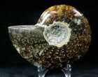 Cleoniceras Ammonite Fossil - Madagascar #20444-1